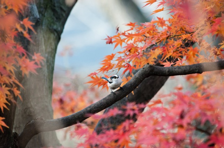 「秋（あき）」を韓国語では？季節を表す様々な単語