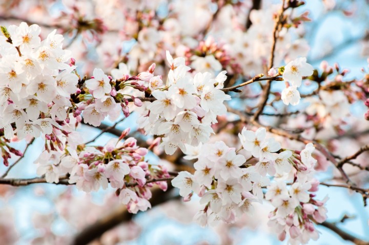 「春（はる）」を韓国語では？季節を表す様々な単語