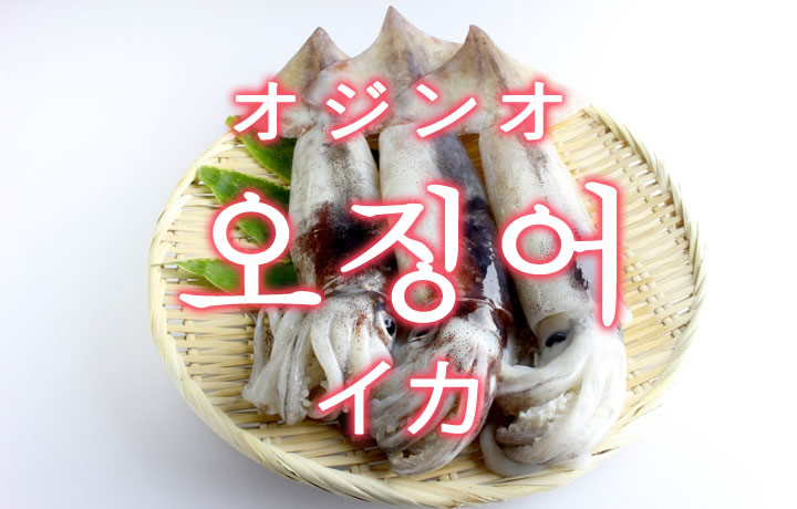 「イカ」を韓国語では？「오징어（オジンオ）」の意味