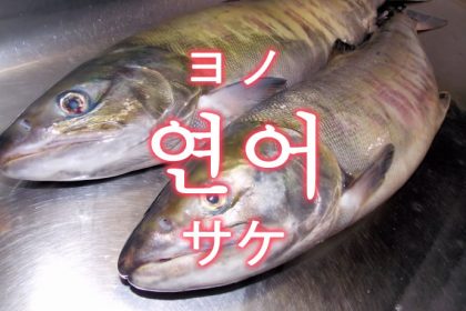 「サケ（鮭）」を韓国語では？「연어（ヨノ）」の意味
